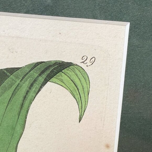 Framed Botanical Print Vintage Art Print 12.25" High White Flower - Picture 11 of 15